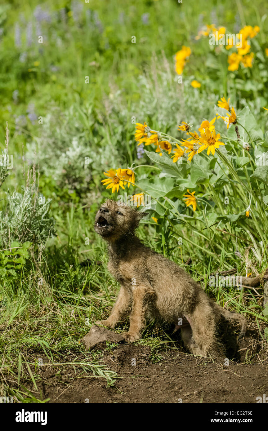 Grey Wolf pup debout à bord de den, hurlements en réponse à proximité des loups adultes howling Banque D'Images