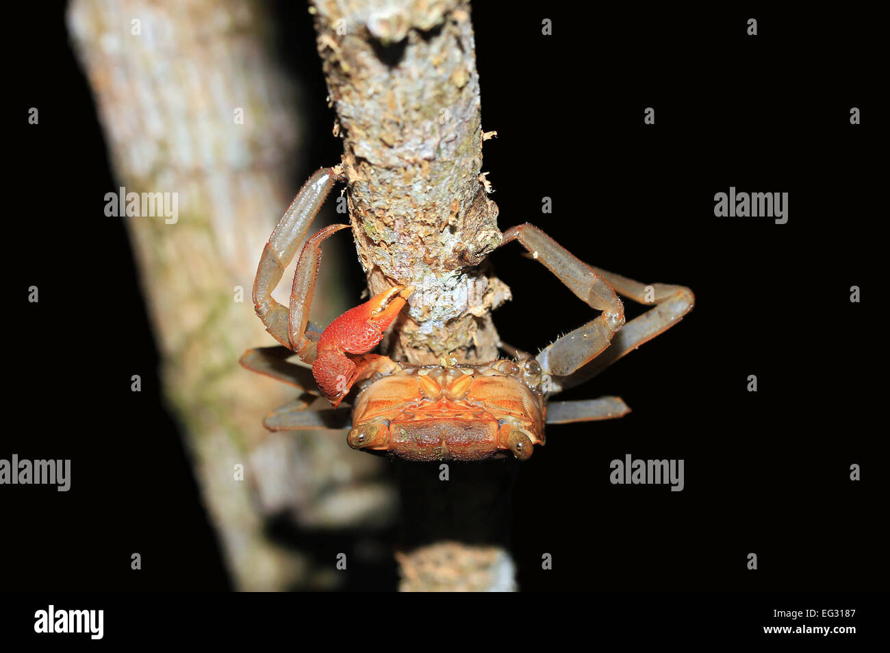 De Forêt vierge (alias Crabe Crabe Arbres) espèces, la baie Drake, péninsule d'Osa, au Costa Rica Banque D'Images