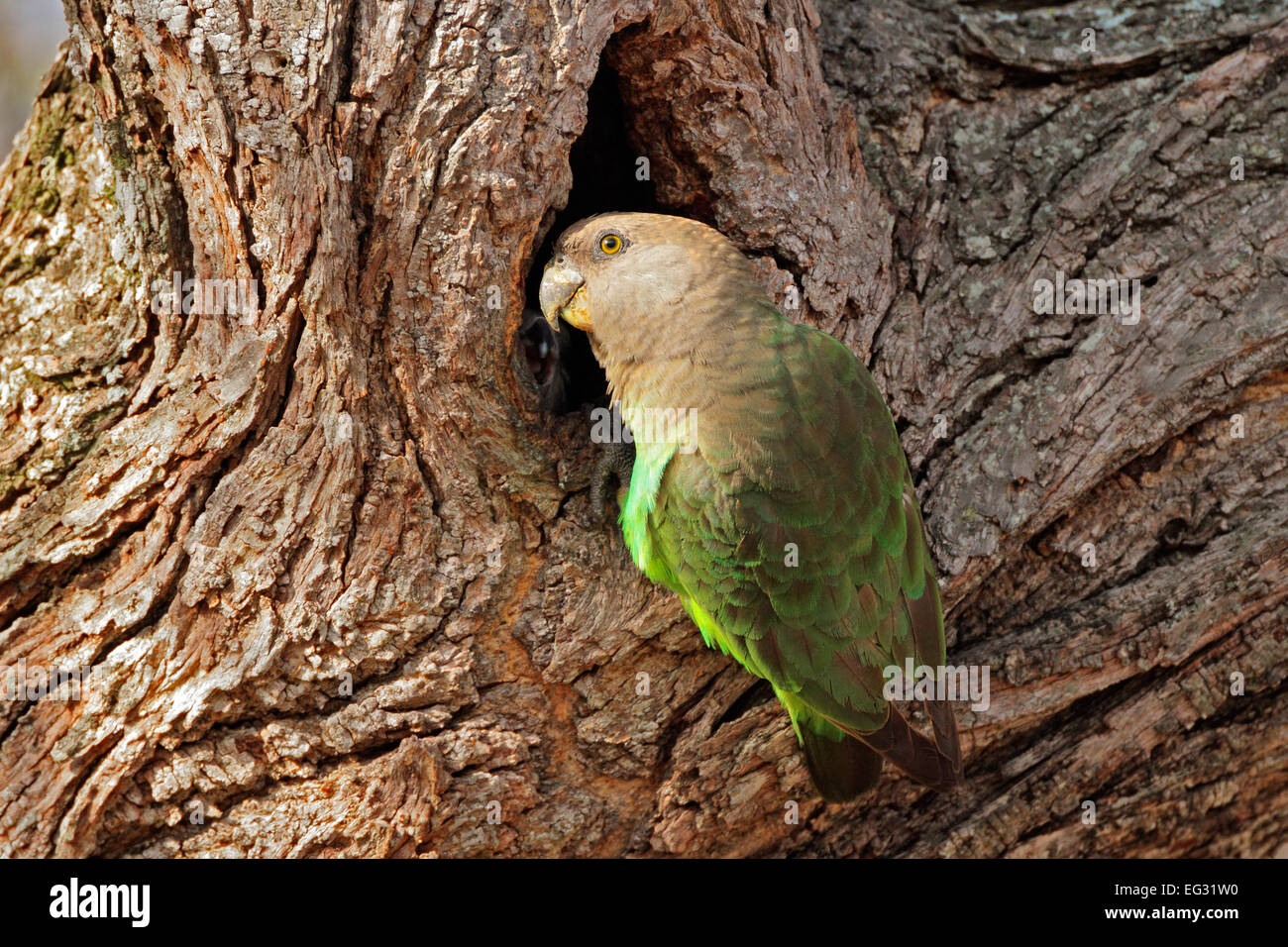 Un vacher à tête parrot (Piocephalus cryptoxanthus) à son nid dans un arbre, Afrique du Sud Banque D'Images