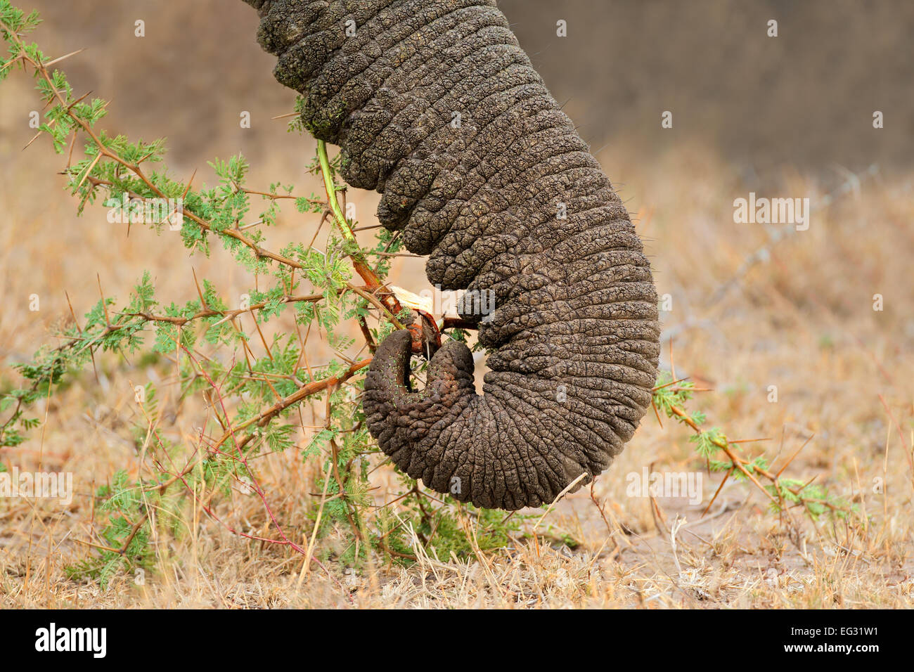 Close-up du tronc d'un éléphant africain (Loxodonta africana), Afrique du Sud Banque D'Images