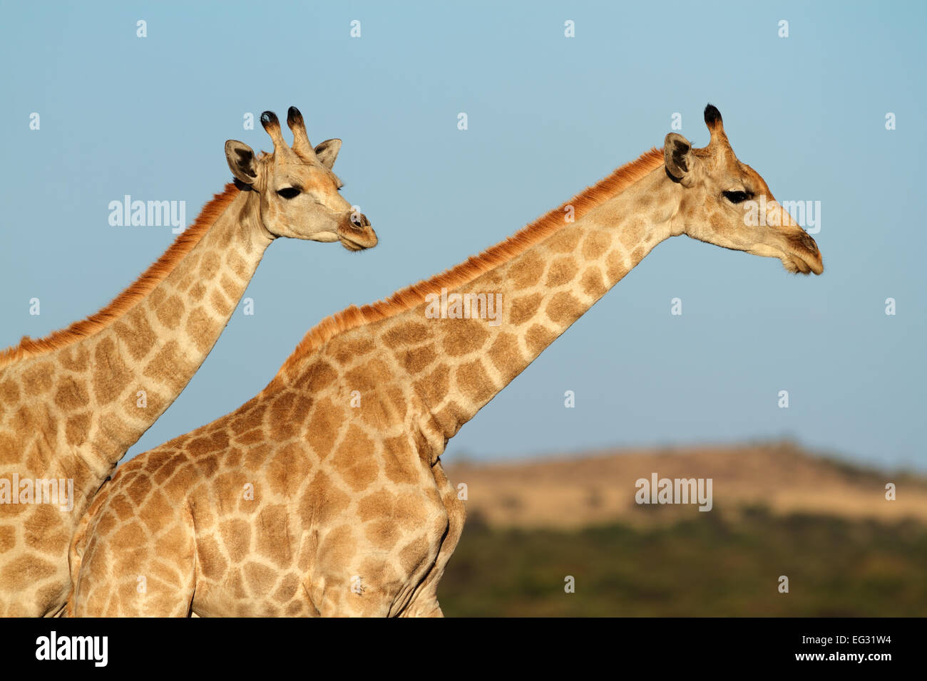 Close-up de deux girafes (Giraffa camelopardalis) contre un ciel bleu, Afrique du Sud Banque D'Images