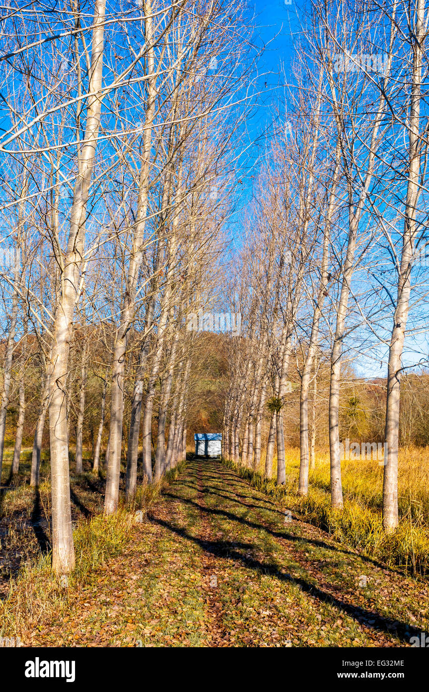 Le Peuplier blanc (Populus alba), arbres au bord de piste rurales - France. Banque D'Images