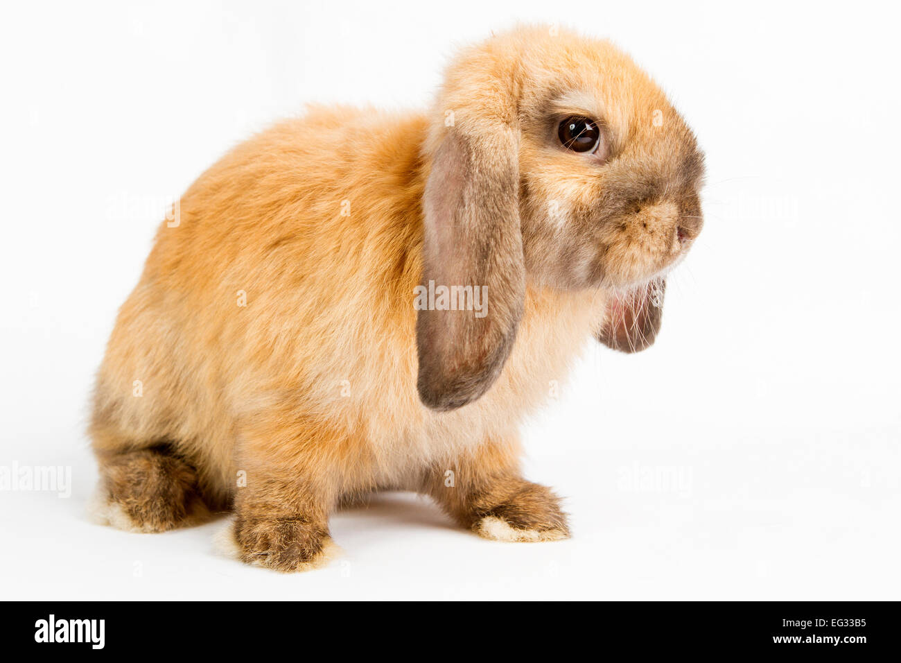 De Bebe Lapin Orange Isole Sur Fond Blanc Photo Stock Alamy