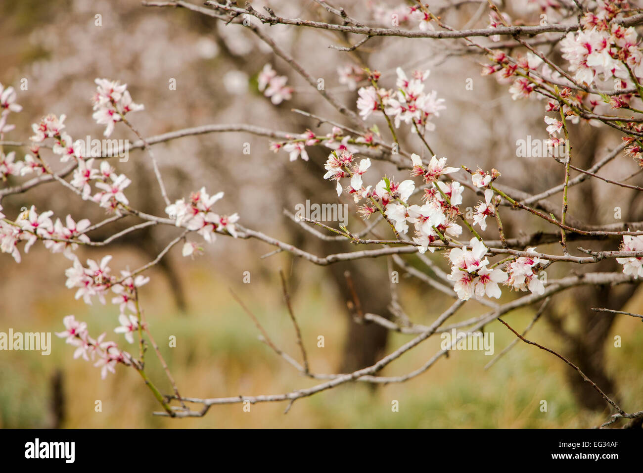 Fleurs d'amande. Début de saison du printemps Banque D'Images