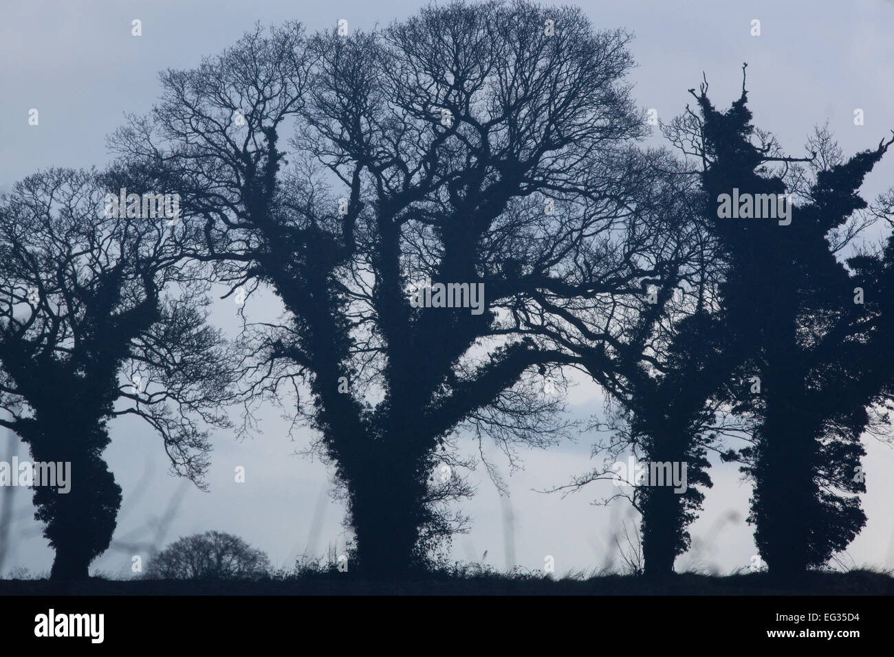 Commun, l'anglais ou le chêne pédonculé (Quercus robur). Silhouettes d'hiver. Le lierre (Hedera helix), recouvert d'agrégations. Banque D'Images