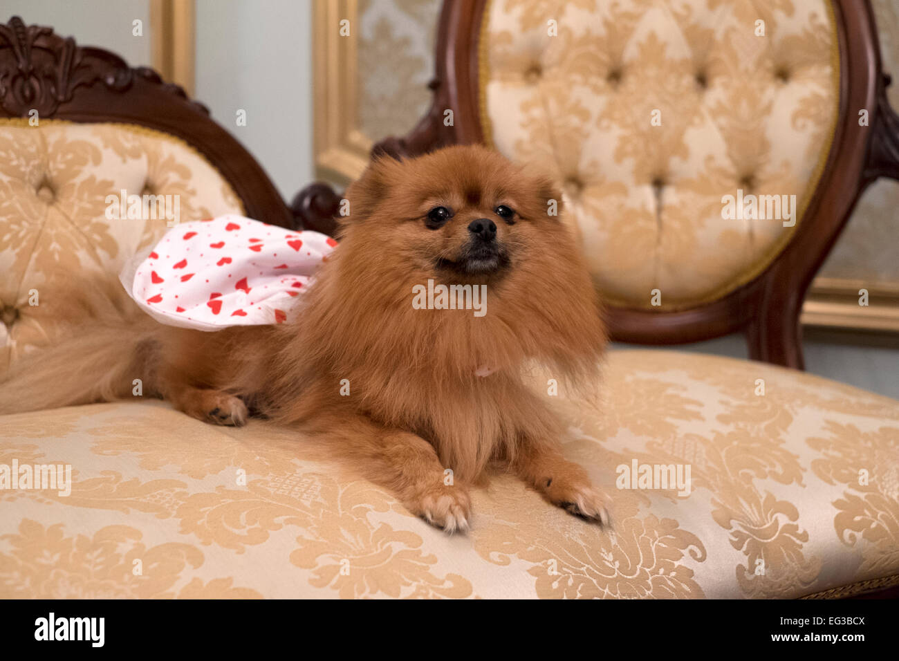 Un animal choyé chien pomeranian assis sur une chaise longue portant robe de Jour de Valentines Banque D'Images