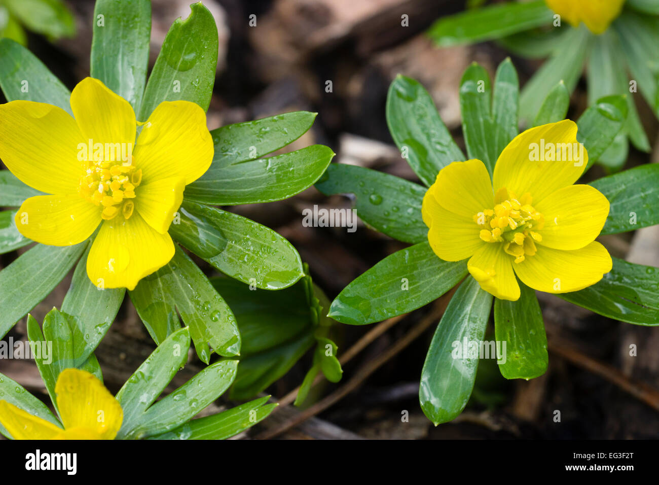 Fleurs jaune ouvert de l'aconit d'hiver, Eranthis hyemalis Banque D'Images