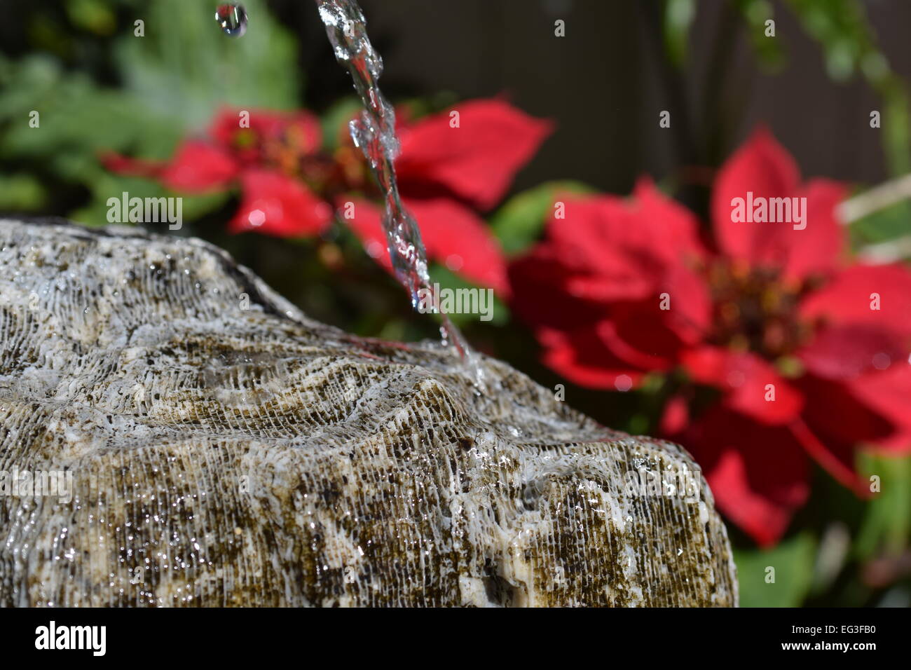 L'écoulement d'eau sur une pierre de corail avec les poinsettias fleurs dans l'arrière-plan Banque D'Images