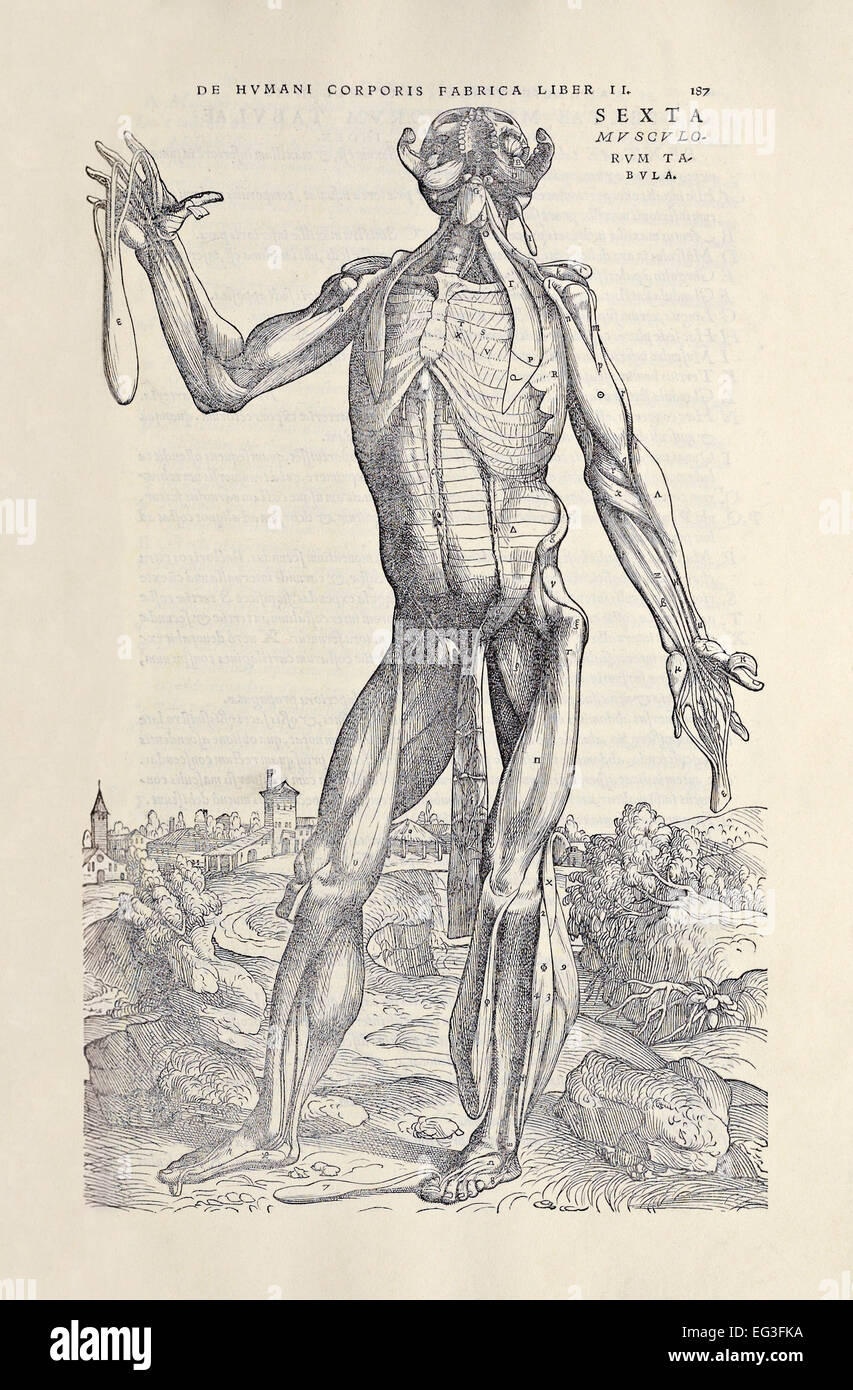 Sixième homme de muscle "De humani corporis fabrica libri septem' par Andreas Vesalius (1514-1564) publié en 1543. Voir la description pour plus d'informations. Banque D'Images