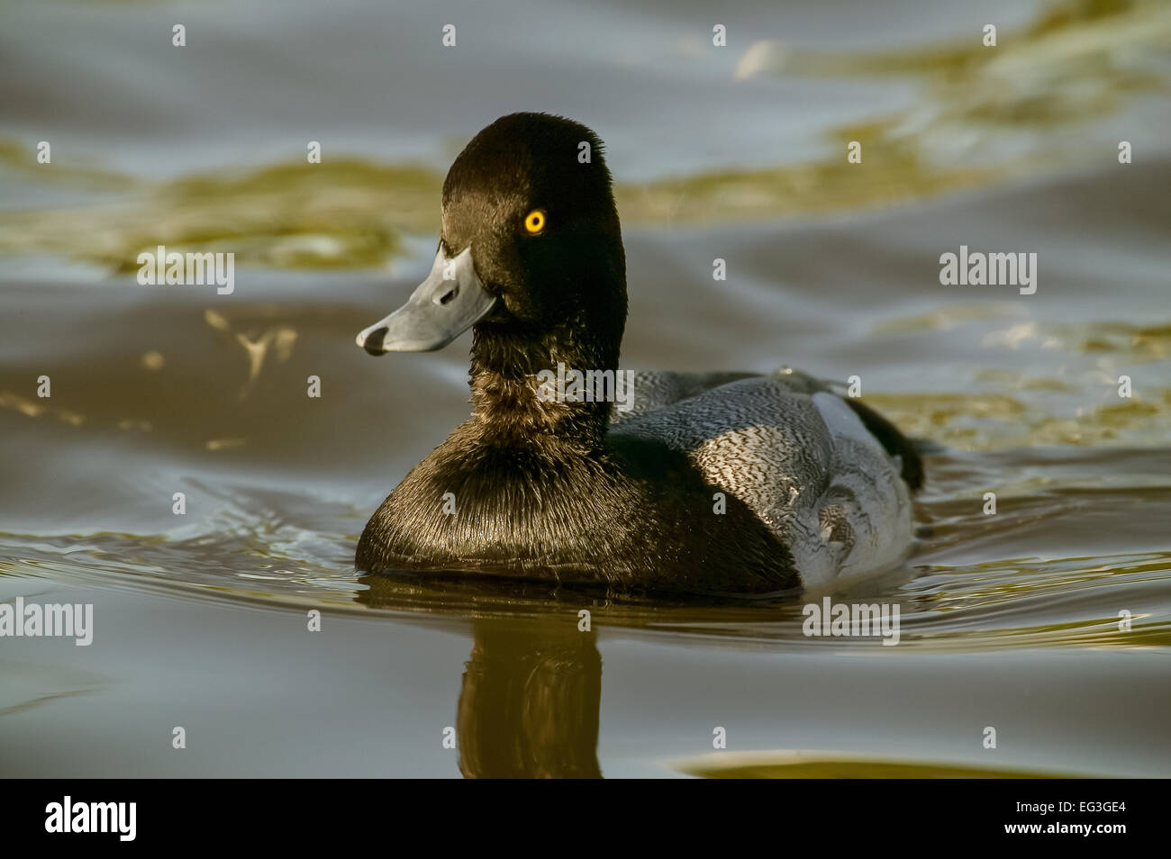 Le Petit Fuligule natation dans l'étang de Palo Alto Nature Baylands Préserver, Palo Alto, Californie, États-Unis Banque D'Images