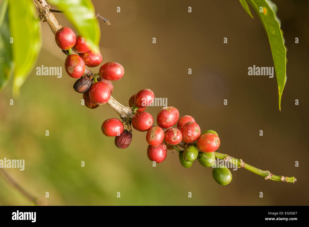 Les caféiers produisent des fruits rouges ou pourpres appelé 'cerises' qui ressemblent à des drupes, mais epigynous sont des baies. Banque D'Images