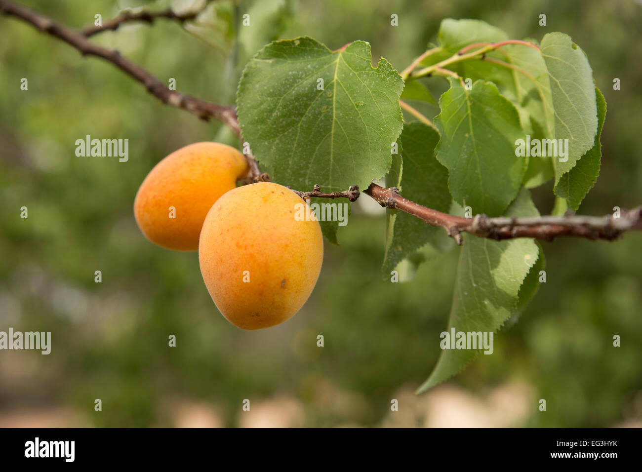 Abricots frais sur une branche Banque D'Images