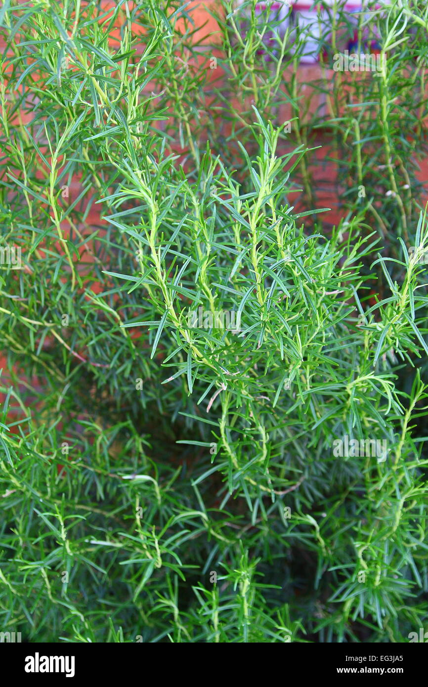 Close up of Rosemary plant Banque D'Images