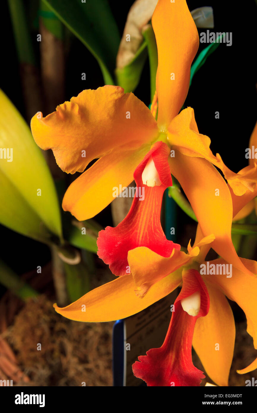Hybrides de Cattleya orchid (Cattlianthe Chercheur d'or x Dream exotiques Rlc) Banque D'Images