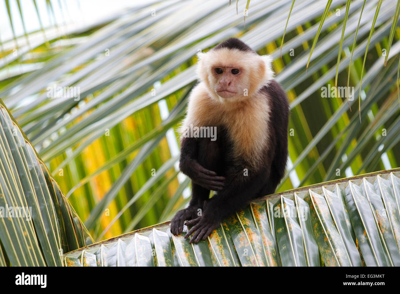 Singe capucin à tête blanche (Cebus capucinus) assis dans un palmier - Roatan, Honduras Banque D'Images
