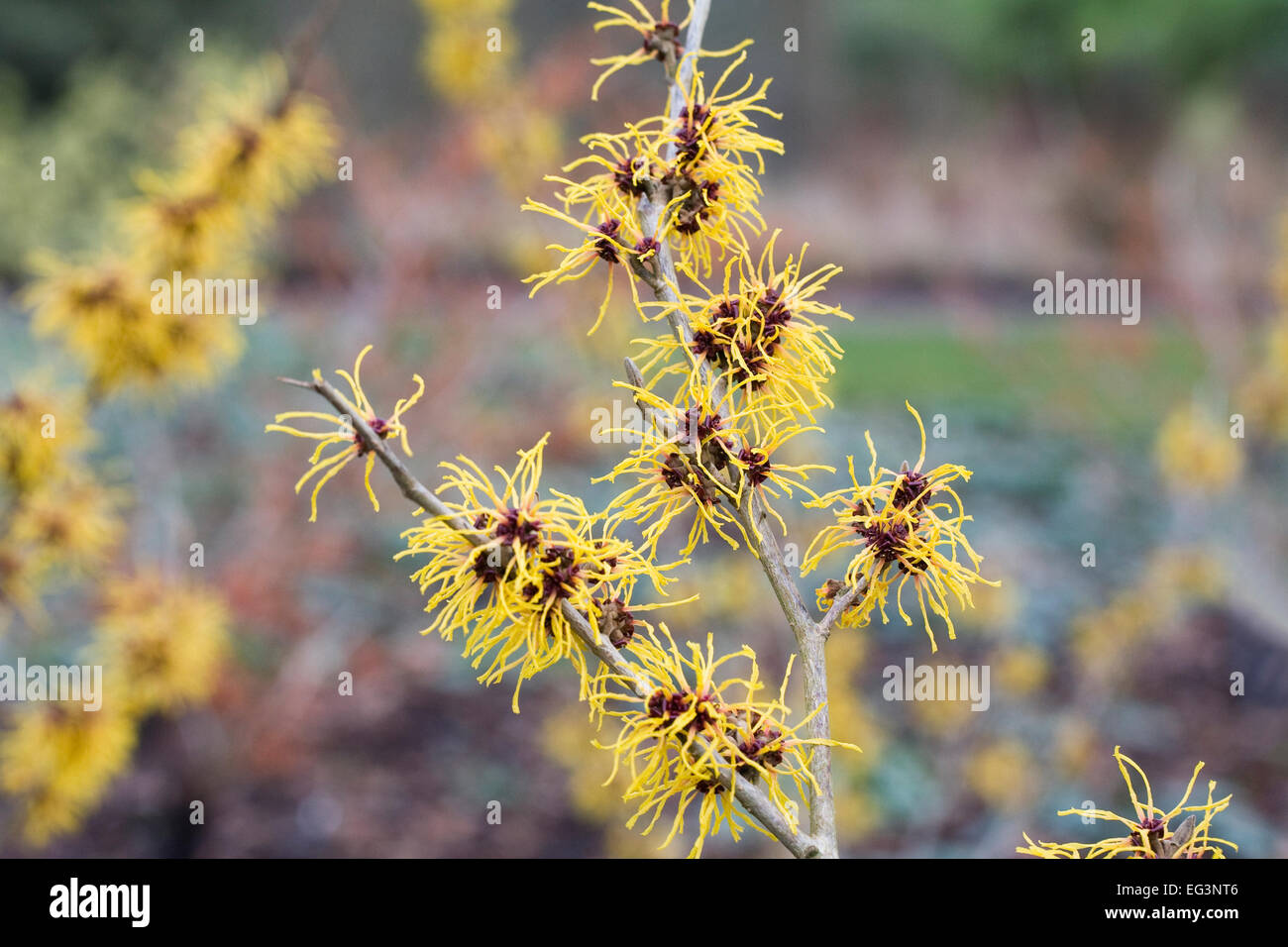 Hamamelis x intermedia 'Barmstedt Gold'. L'hamamélis fleurs. Banque D'Images