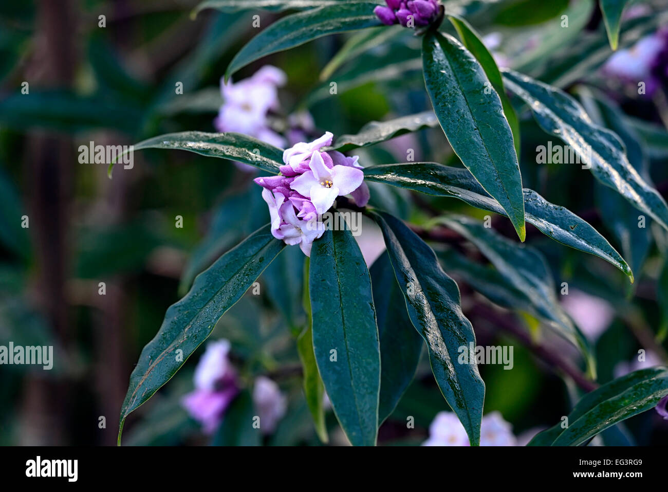 Daphne bholua jacqueline postill fleurs rose pâle blanc parfumé parfumée Fleur parfumée hiver arbustes floraux RM Banque D'Images