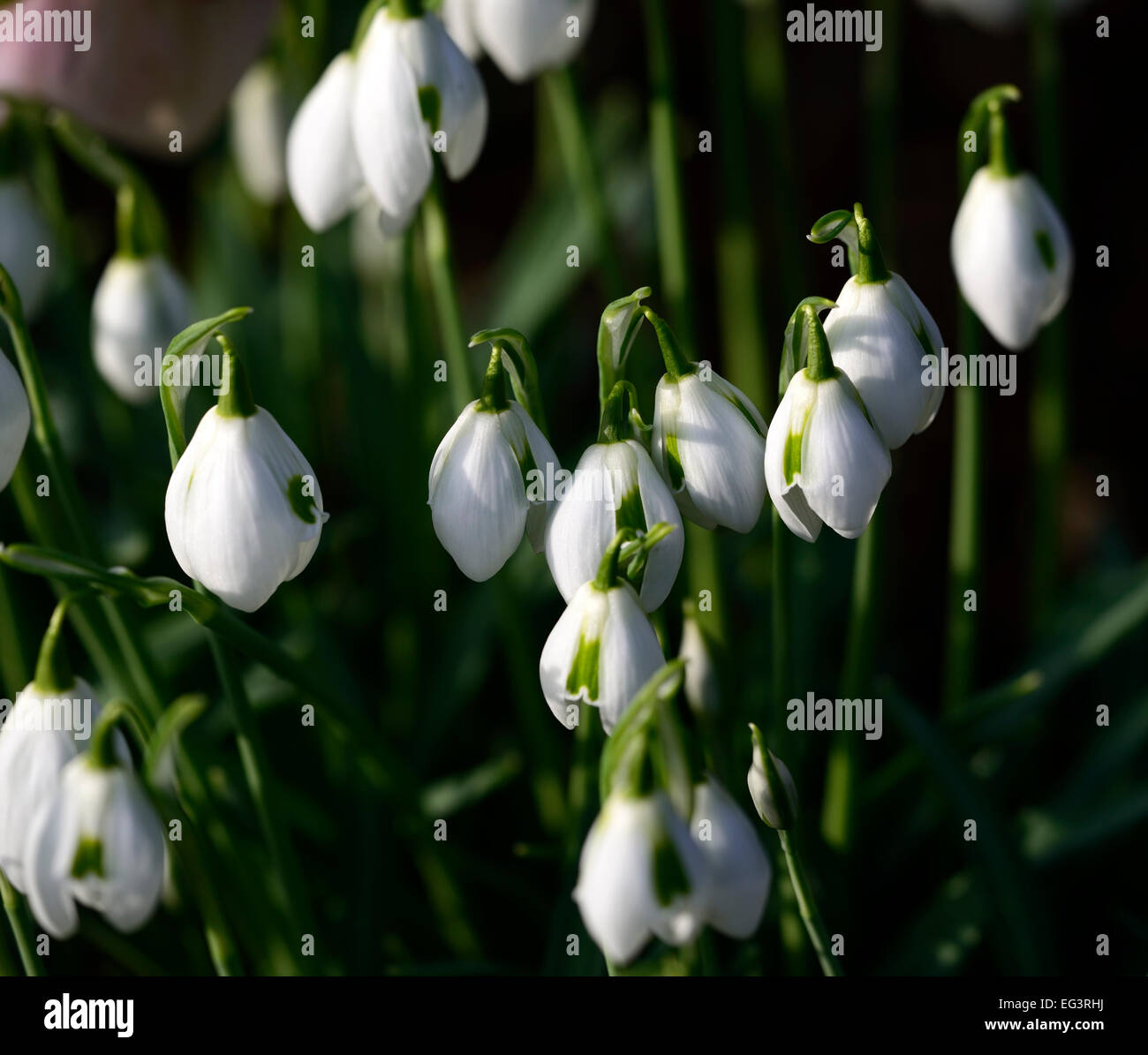 Galanthus Ophelia double Greatorex PERCE-NEIGE Ampoule