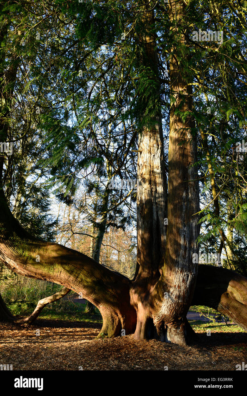 Thuja plicata le cèdre rouge de l'ancien champion du spécimen mature arbre arbres conifères conifères Blarney Castle base renforcée Banque D'Images
