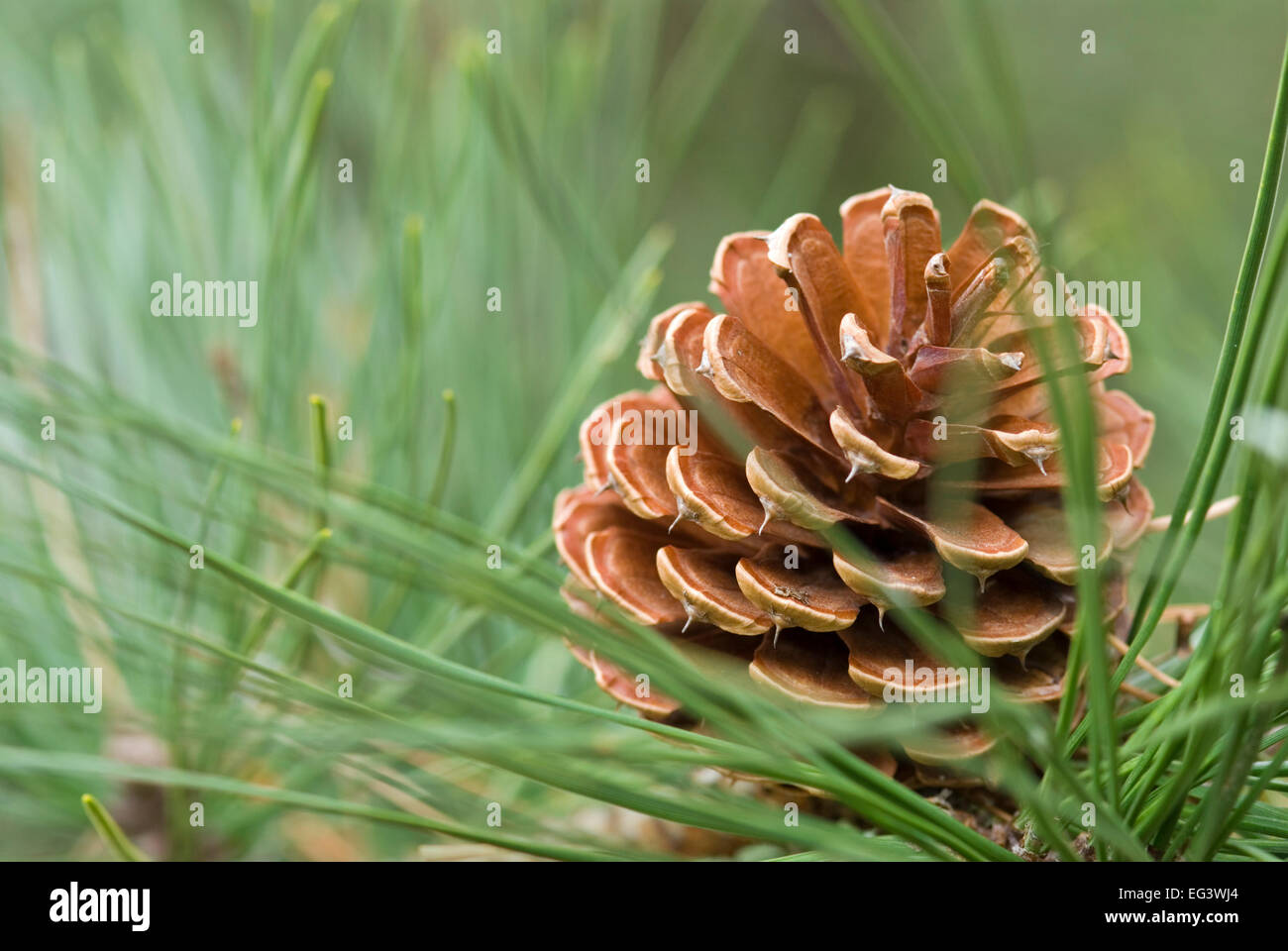 Cône de pin Arbre Pin - Pinus rigida Banque D'Images