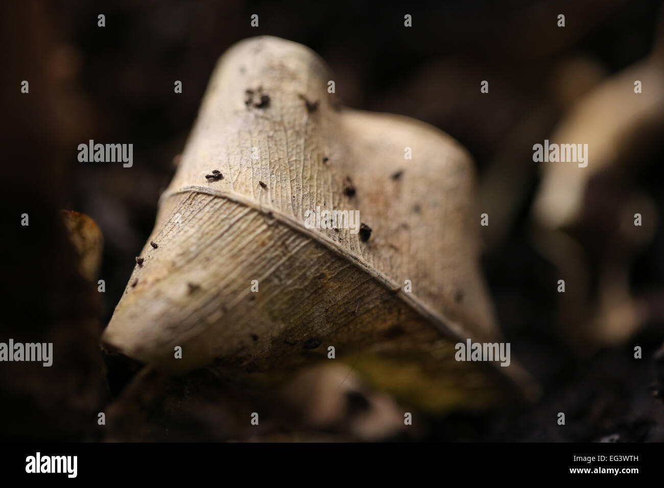 Une feuille en décomposition. Banque D'Images