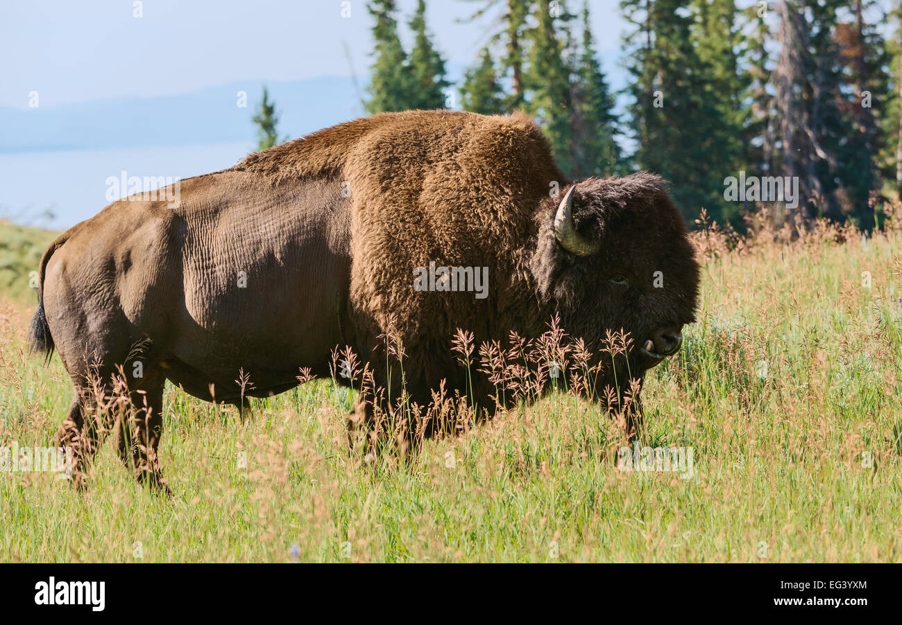 Le pâturage des bisons dans les plaines du parc national de Yellowstone sur un lumineux matin ensoleillé entouré de forêts, Cooke City, Montana, USA. Banque D'Images