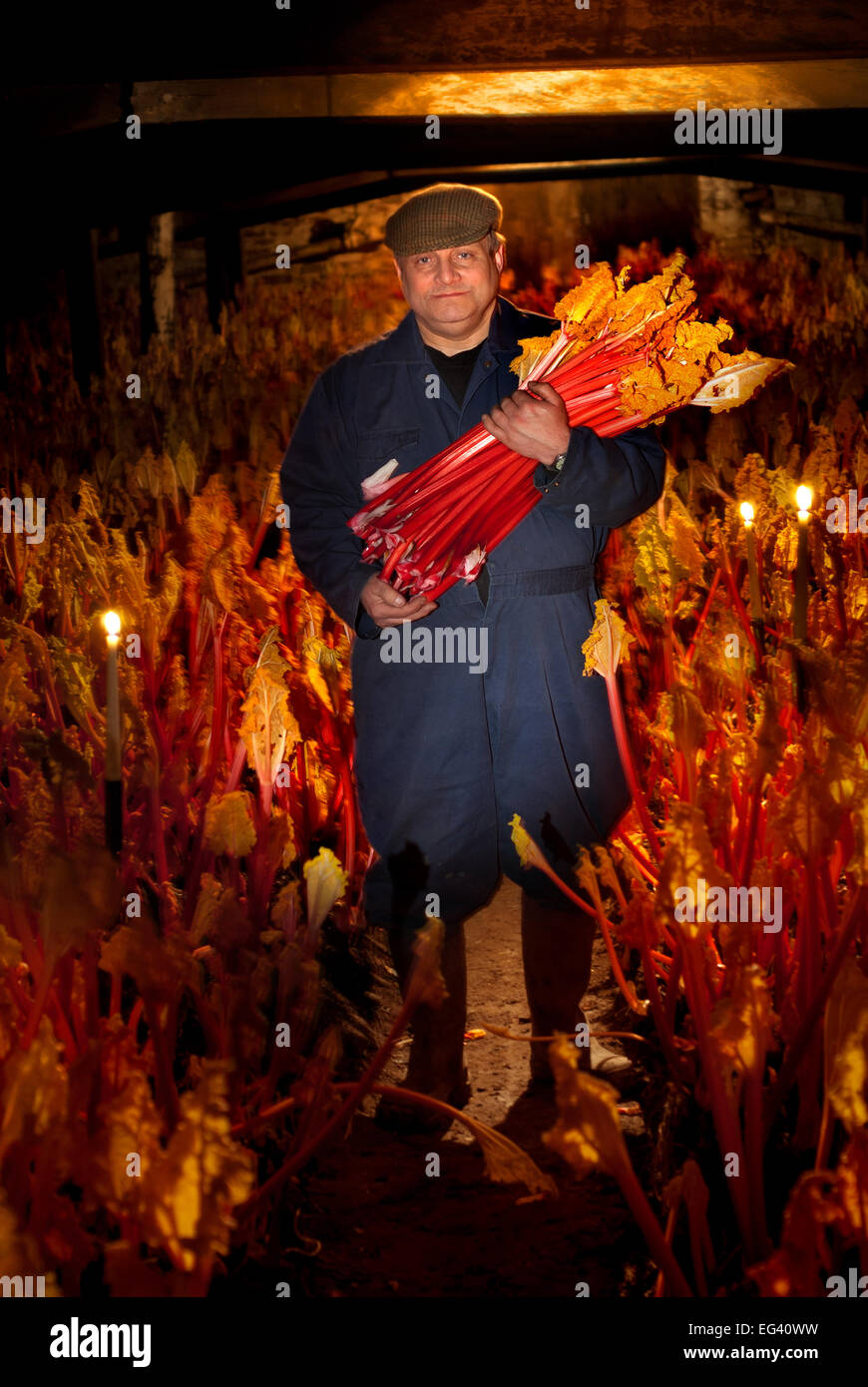Agriculteur de la rhubarbe forcée aux chandelles, shed triangle Wakefield Banque D'Images