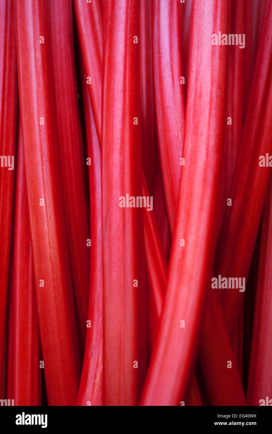 Forcé de rhubarbe Banque D'Images