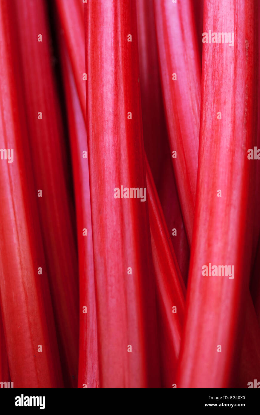 Forcé de rhubarbe Banque D'Images