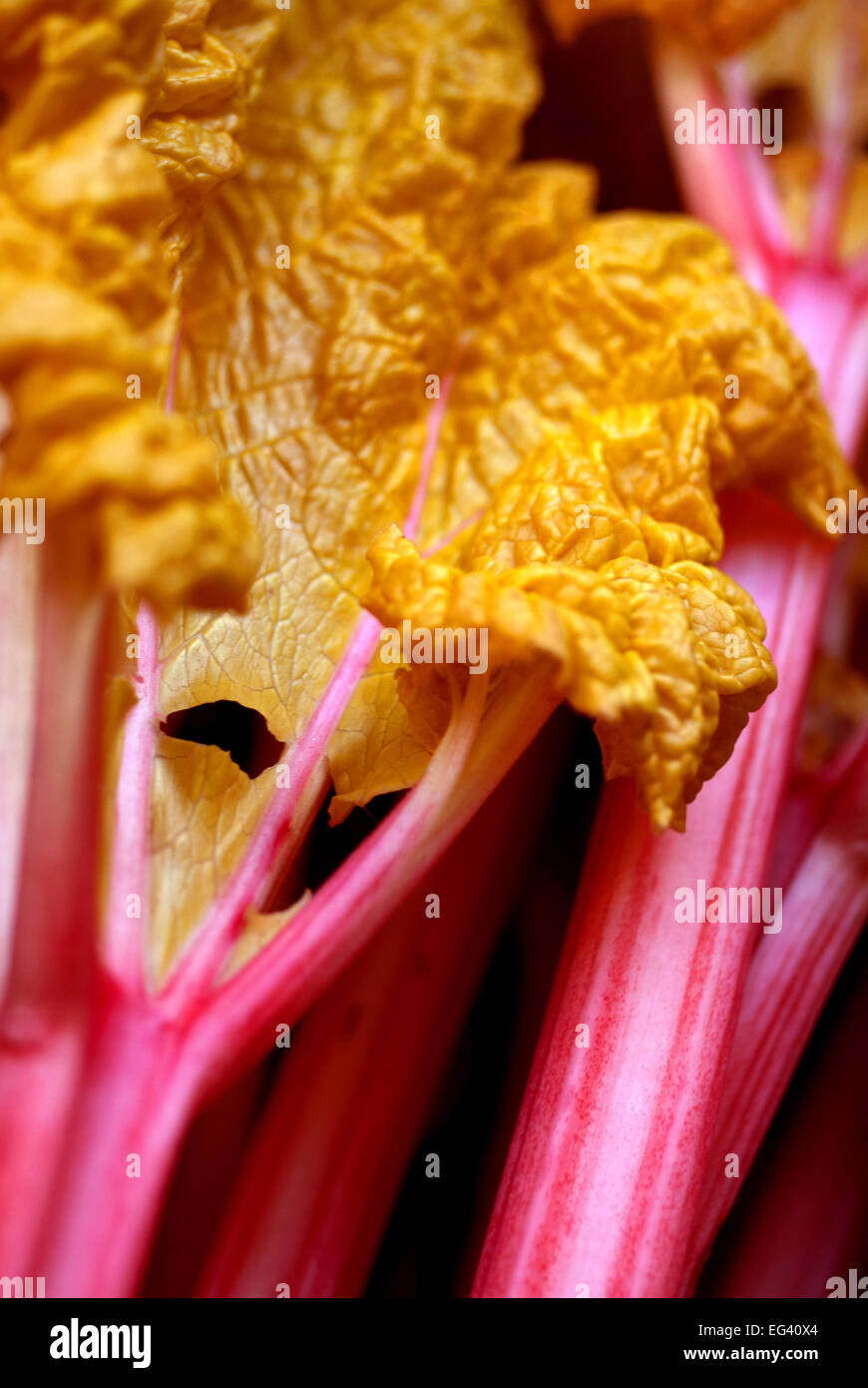 Forcé de rhubarbe Banque D'Images