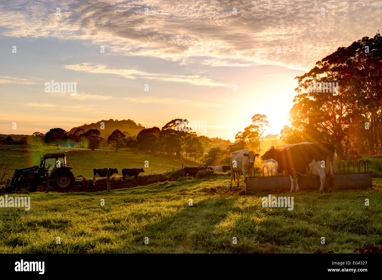 Lever du soleil sur la ferme, les vaches manger le petit déjeuner par le tracteur Banque D'Images