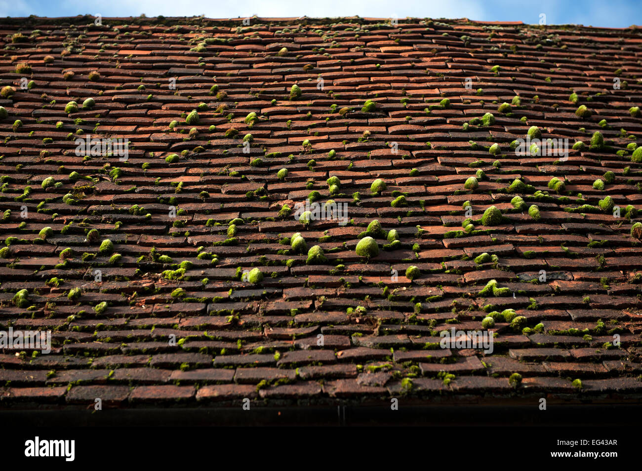 Thaxted Essex England UK. Mousses sur toit de tuiles d'indigents. Mar 2015 Banque D'Images