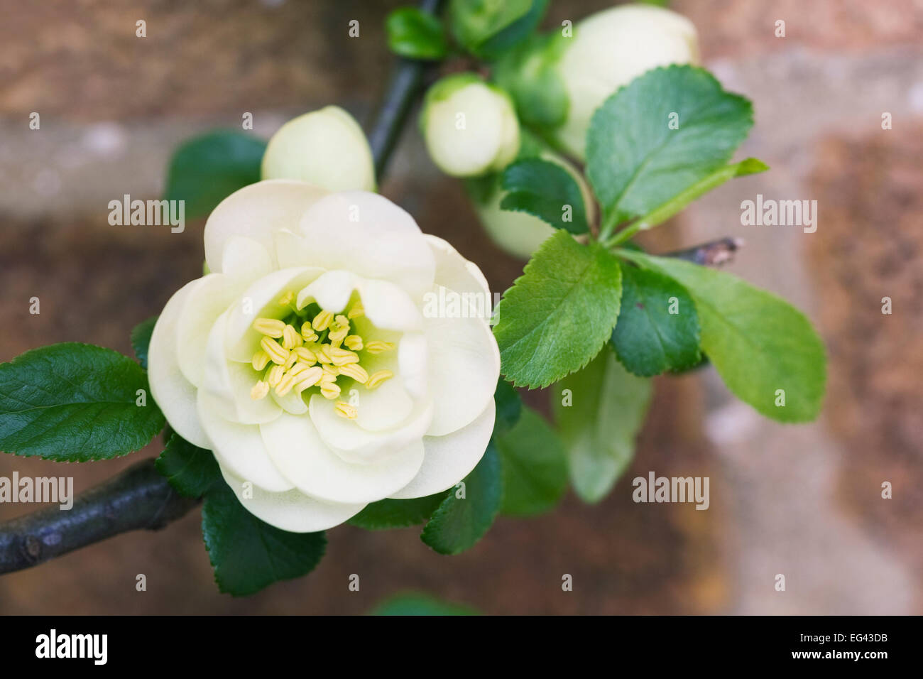 Chaenomeles speciosa 'Yukigoten' planté contre un mur de briques. Banque D'Images
