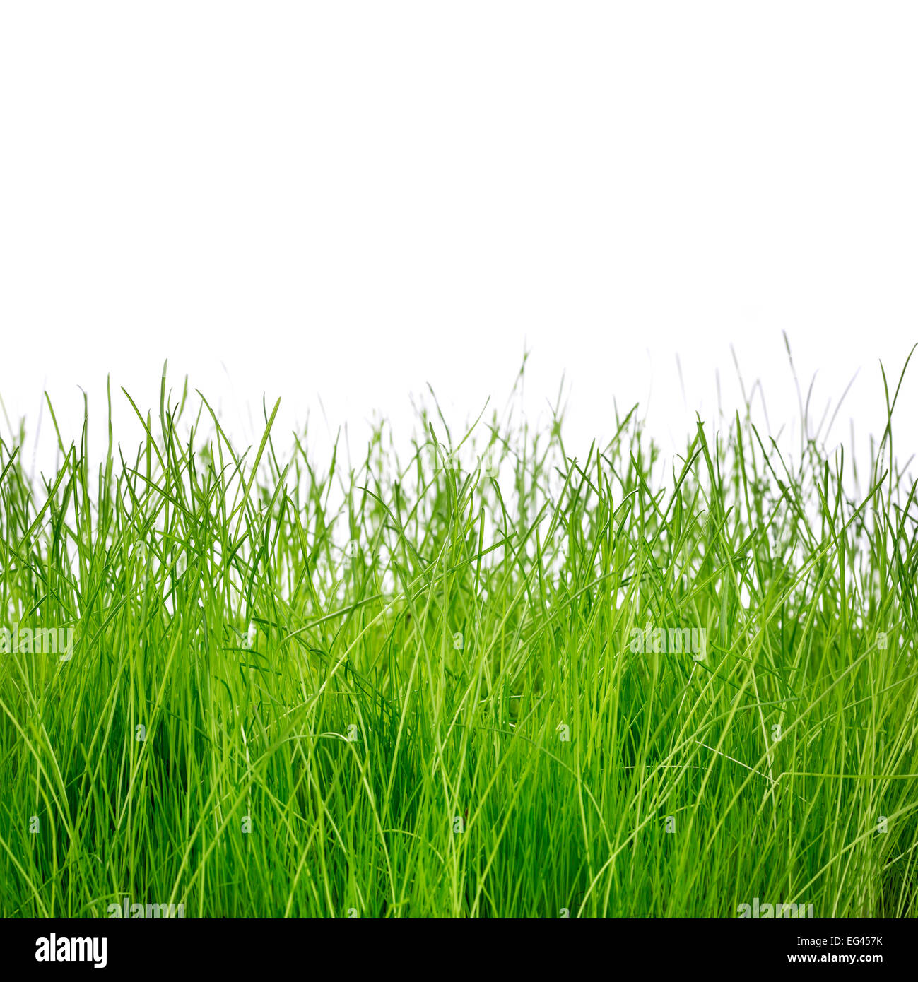 Vert printemps herbe isolé sur fond blanc Banque D'Images