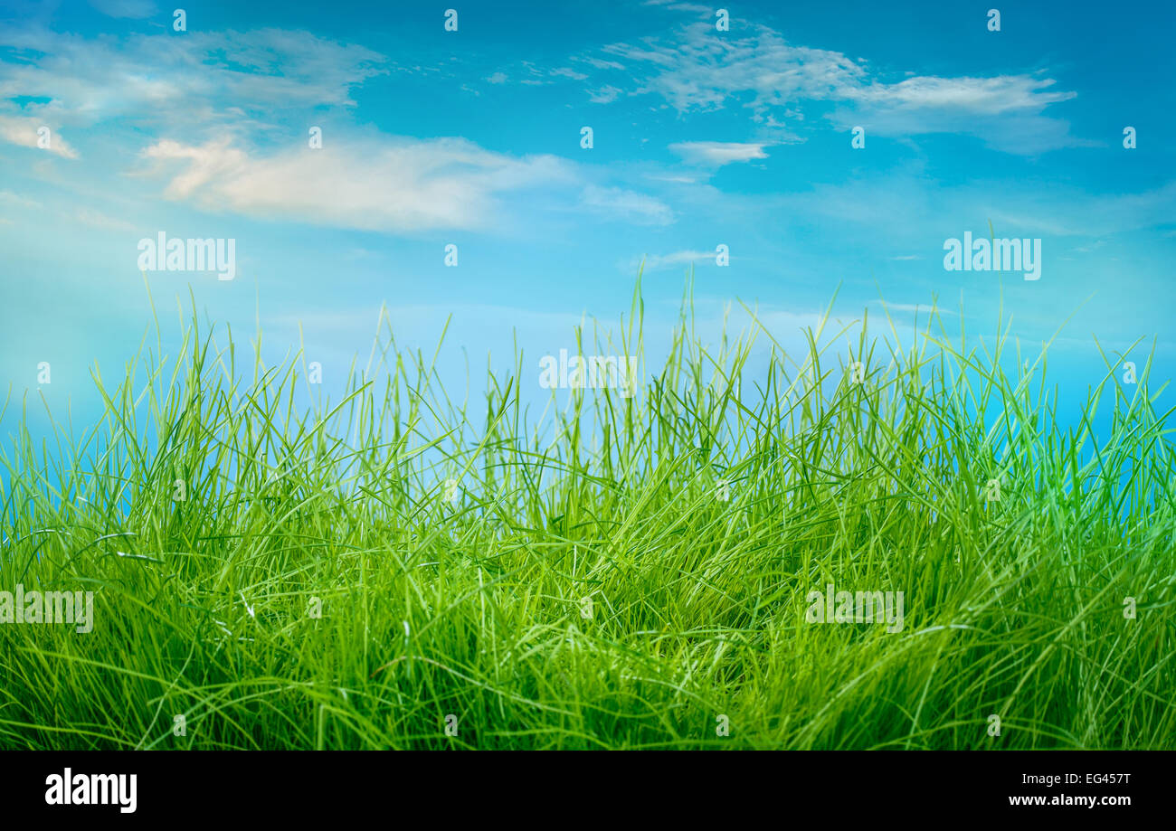 L'herbe verte du printemps et du soleil sur fond de ciel bleu Banque D'Images