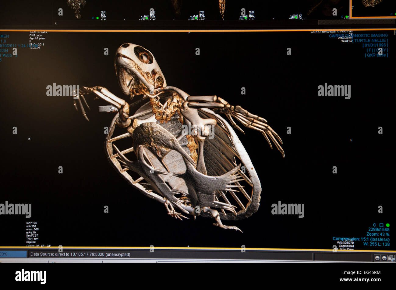 CT scan blessés tortue verte 'Angie' (Chelonia mydas), la tortue de Cairns Cairns Centre de réadaptation de l'imagerie diagnostique. Queensland Australie Banque D'Images