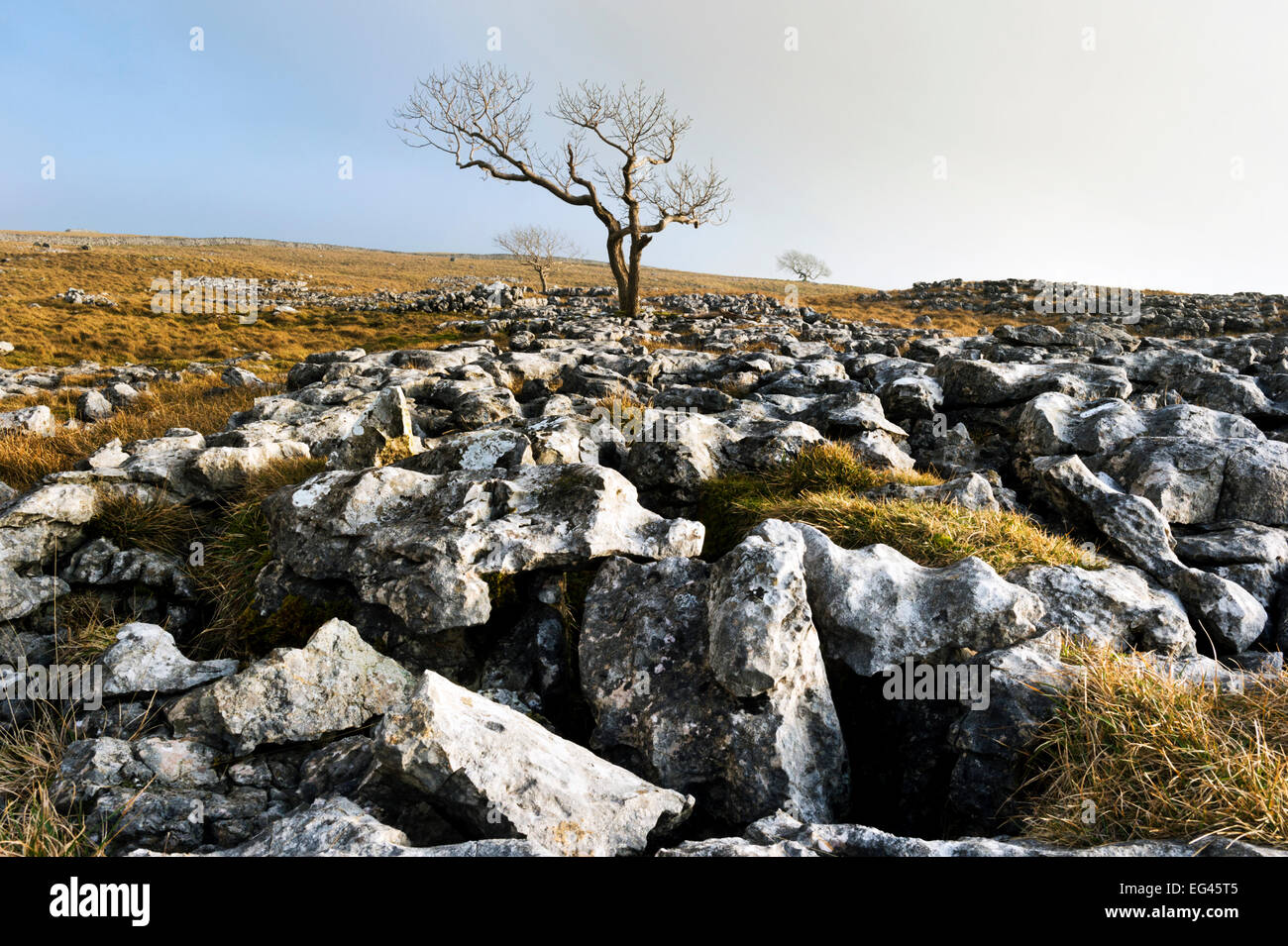 Lone Tree sur lapiez à Feizor Thwaite, près de régler, Yorkshire du Nord Banque D'Images