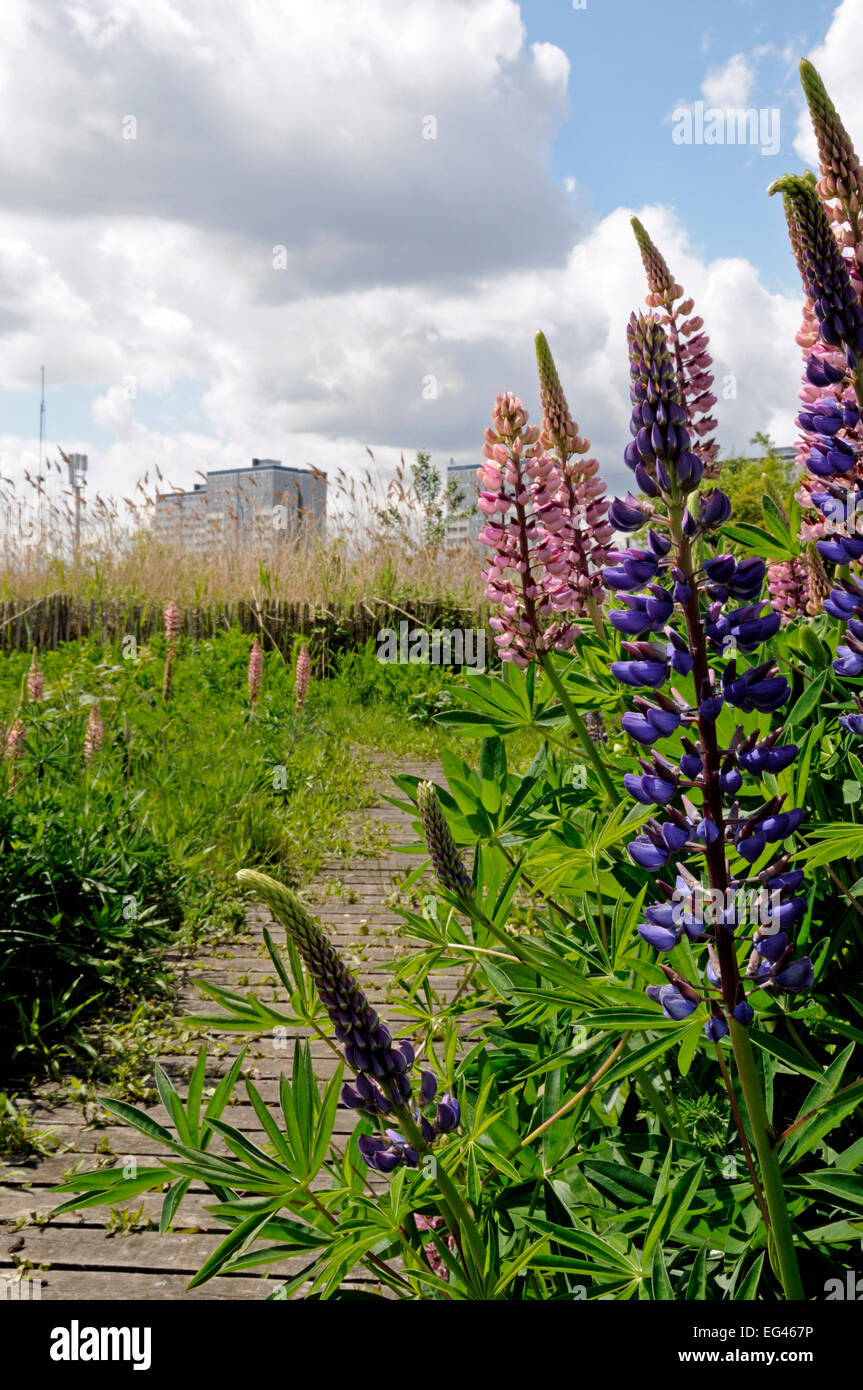 Wild lupin vivace (Lupinus perennis) Gillespie Park la réserve naturelle locale une écologie urbaine park tower blocks en arrière-plan Highbury London England UK Islington Banque D'Images