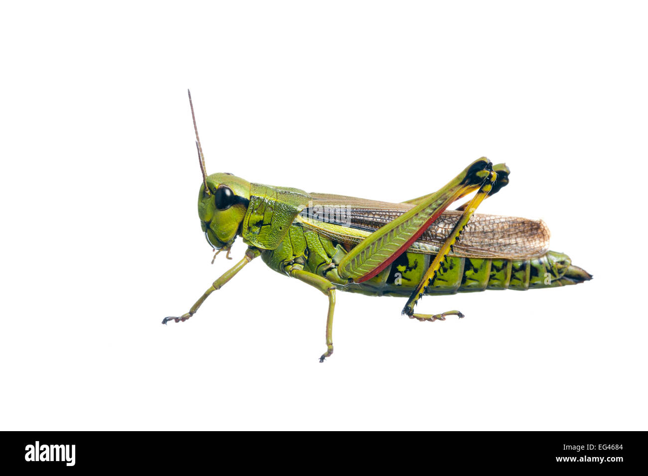 Grand Marais sauterelle (Stethophyma grossum) contre l'arrière-plan blanc. France Août. Banque D'Images