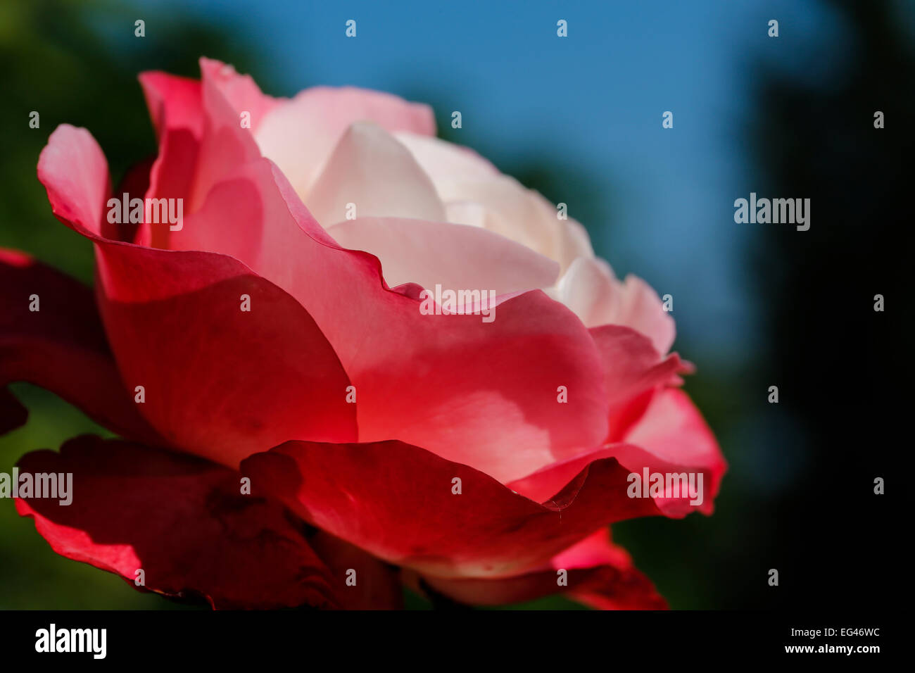 Rose (Rosa), rose fleur de jardin, cultivar, Bade-Wurtemberg, Allemagne Banque D'Images