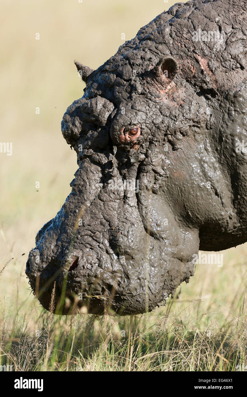 Hippopotame (Hippopotamus amphibius) mâle après un bain de boue Masai-Mara Game Reserve au Kenya. Les espèces vulnérables. Banque D'Images