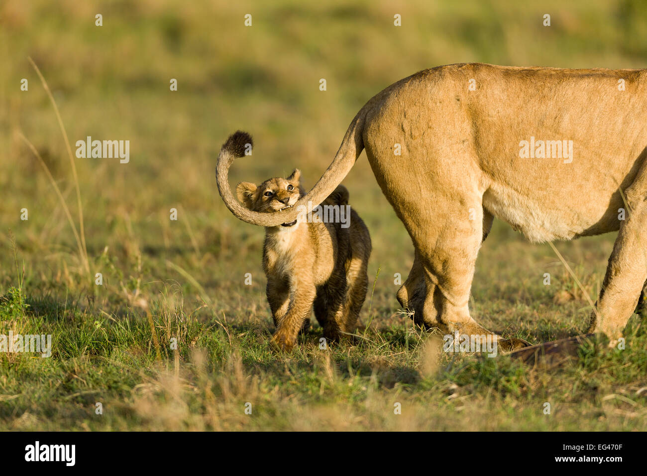 Lion (Panthera leo) cub jouer sa queue Jeu Masai-Mara mères réserver au Kenya. Les espèces vulnérables. Banque D'Images