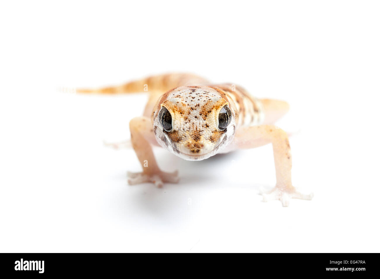 Marico d'épaisseur-toed Gecko (Pachydactylus mariquensis latirostris). Le Namaqualand Northern Cape Afrique du Sud. Banque D'Images