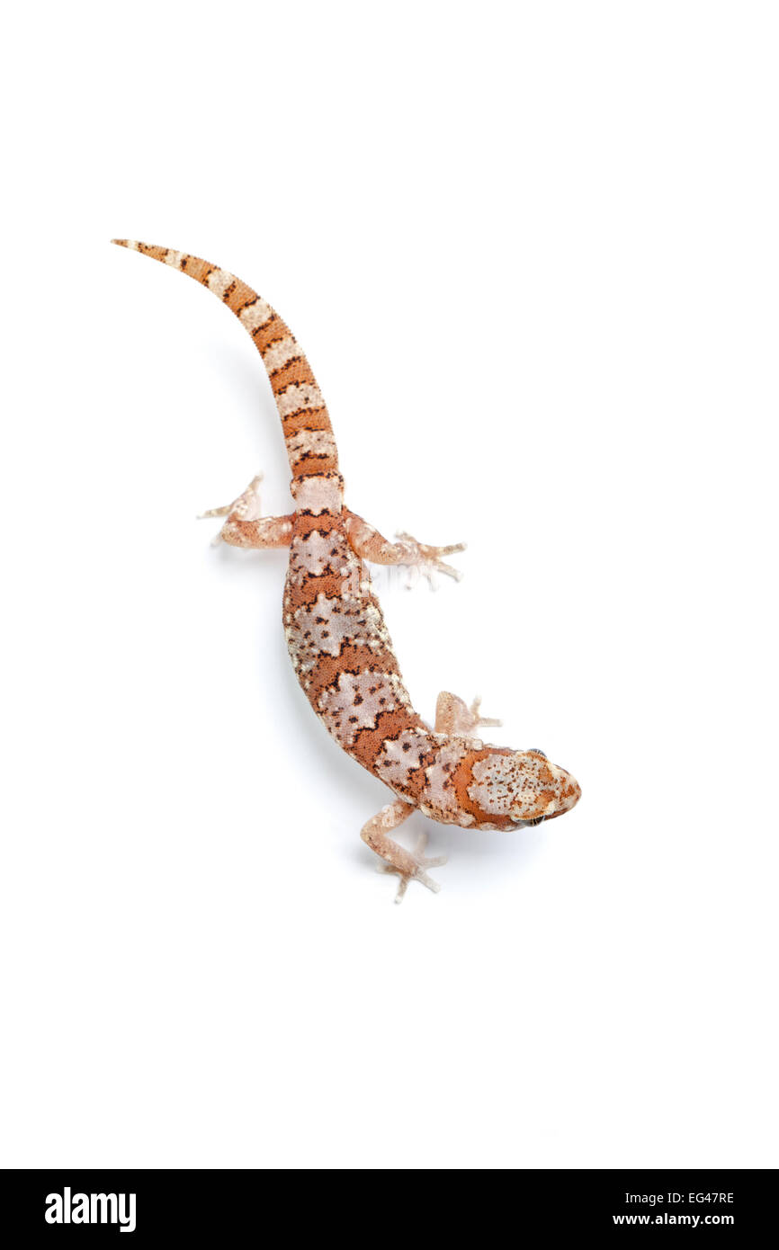 Marico Gecko (Pachydactylus mariquensis latirostris). Le Namaqualand Northern Cape Afrique du Sud. Banque D'Images
