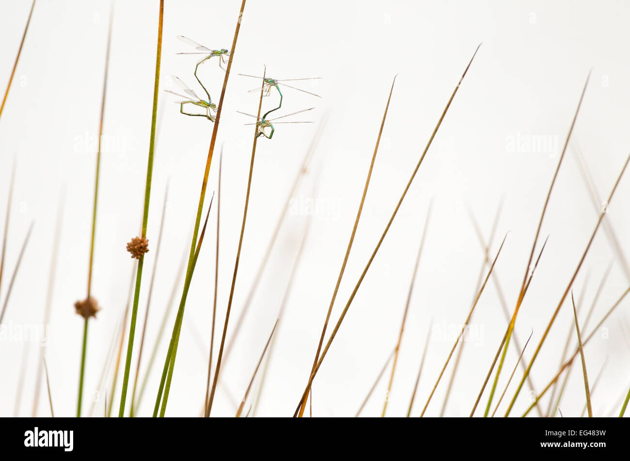 Deux paires de petits spreadwings (Lestes virens) dépôt des oeufs dans le soft rush dans Hondeven fen Août East Holland Banque D'Images