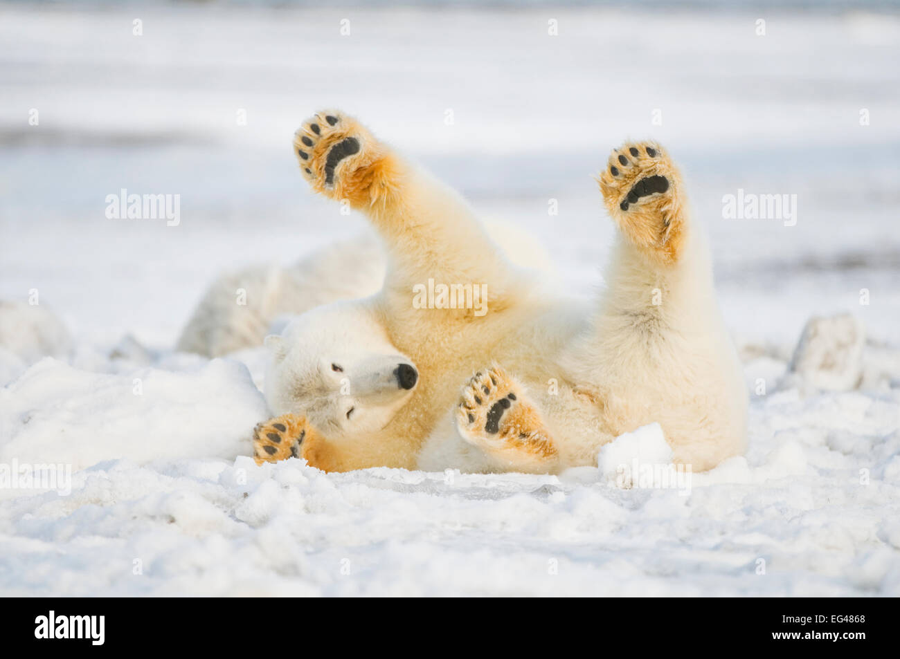 L'ours polaire (Ursus maritimus) juvenile rouler sur la glace nouvellement formée au large de la mer de Beaufort Zone 1002 l'Arctic National Wildlife Refuge en Alaska North Slope Banque D'Images