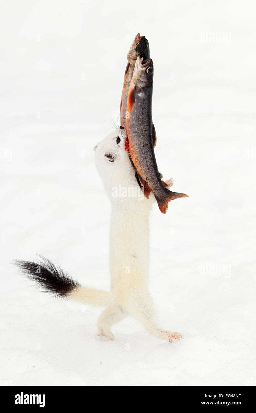 Hermine (Mustela erminea) se nourrir de poissons accroché sur le fil. En  blanc manteau d'hiver. Vauldalen Sor-Trondelag la Norvège. Avril Photo  Stock - Alamy