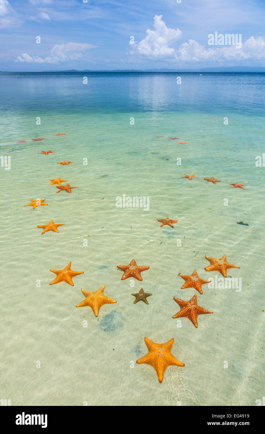 Ocean Dunes de nombreuses étoiles de mer dans la mer peu profonde (Asteroidea) l'Île de Colon de l'archipel de Bocas del Toro Bocas del Toro Panama Province Banque D'Images