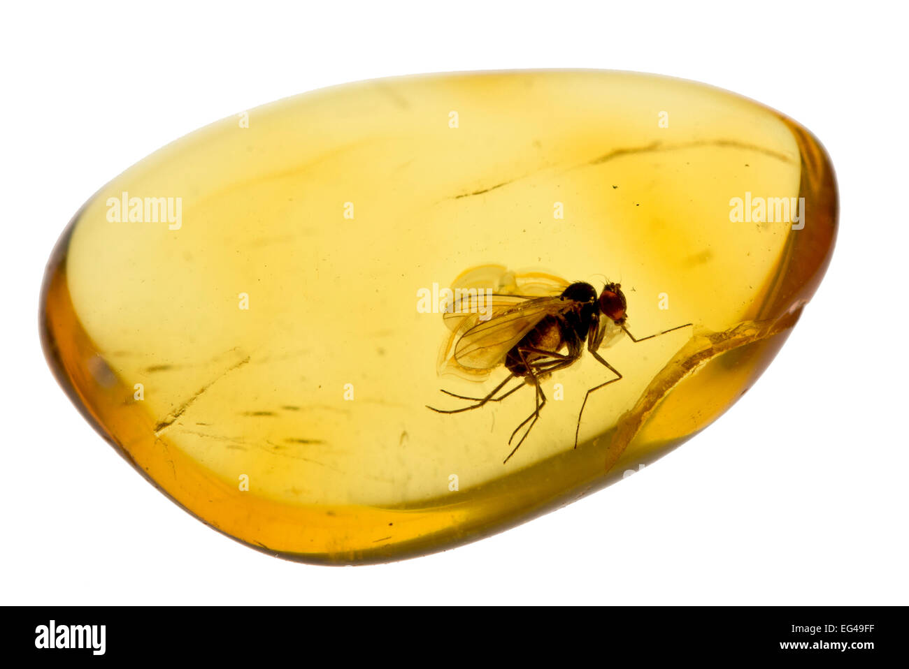 Voler dans l'ambre baltique fossilisés. Spécimen entier environ 15 mm de long. Voler environ 5mm. Banque D'Images Voler dans l'ambre baltique fossilisés. Spécimen entier environ 15 mm de long. Voler environ 5mm. Banque D'Images