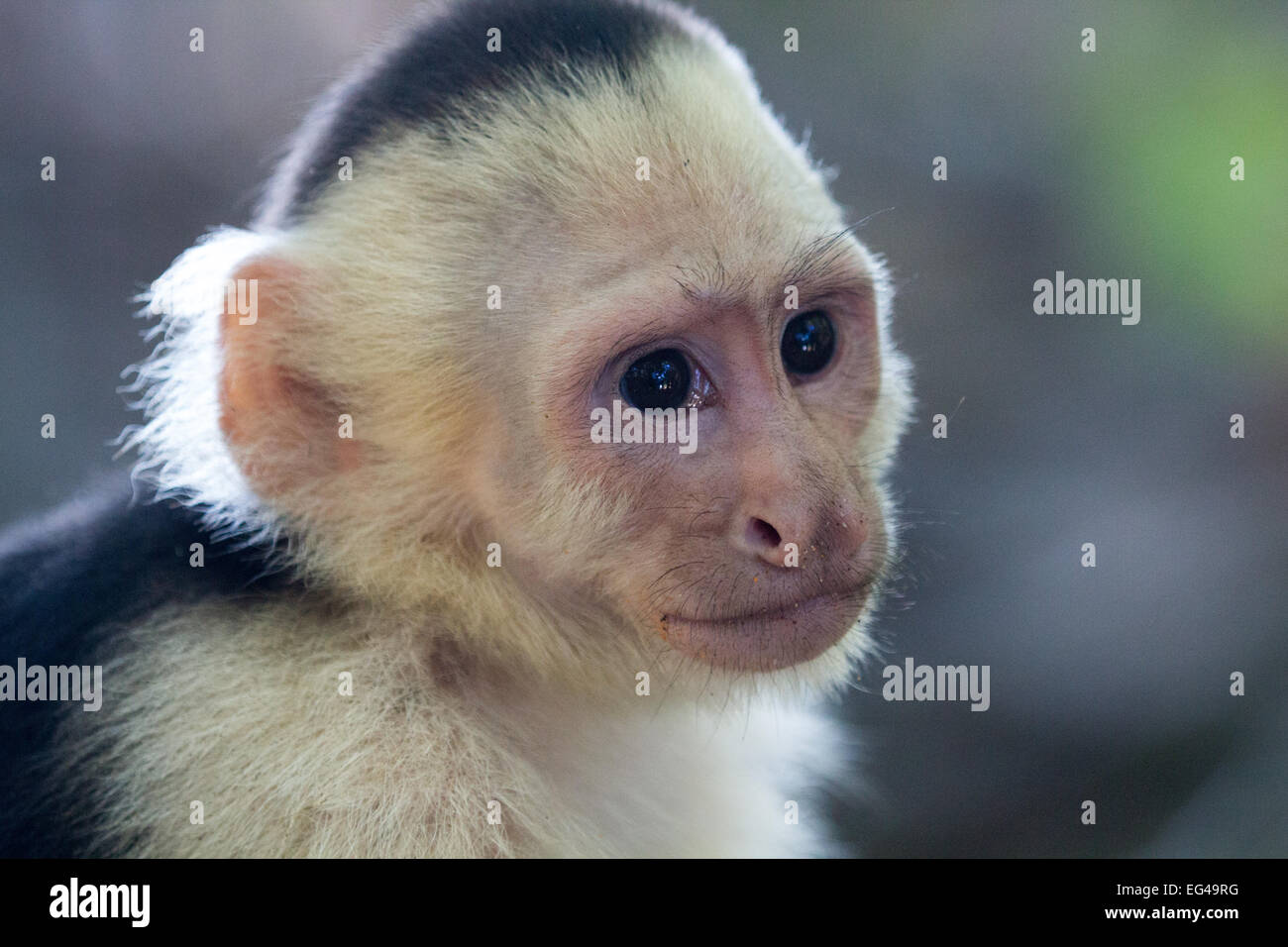 Singe Mignon Banque De Photographies Et D Images A Haute Resolution Alamy